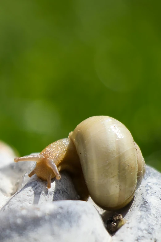 a snail sits on some rocks with a bright background