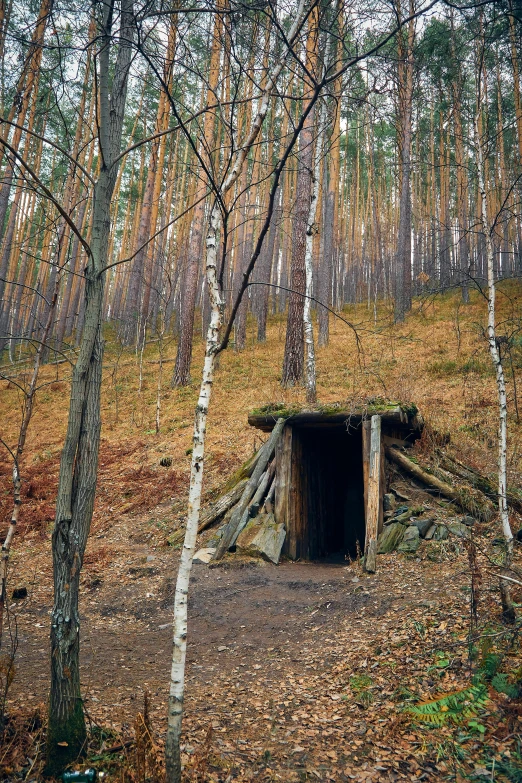 a tunnel in the woods is very small