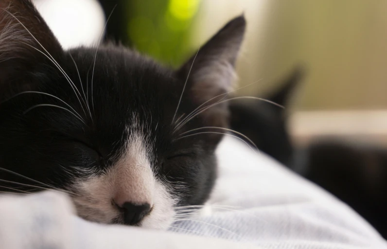 a black and white cat is lying on top of a bed