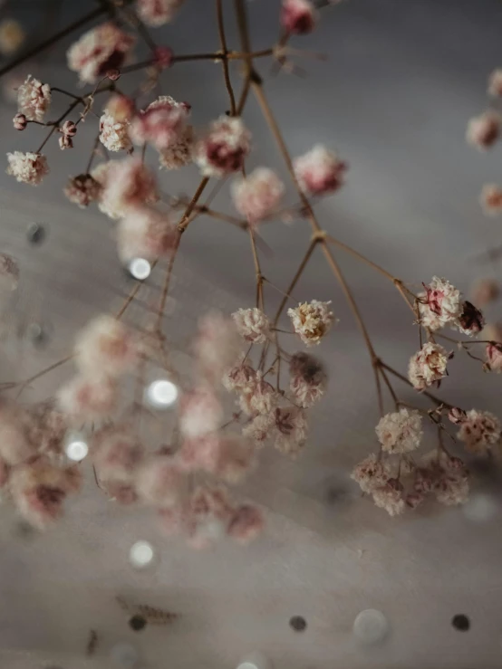 a bunch of small flowers in front of a mirror