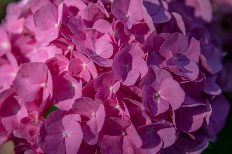 a large group of flowers that have some pretty pink flowers