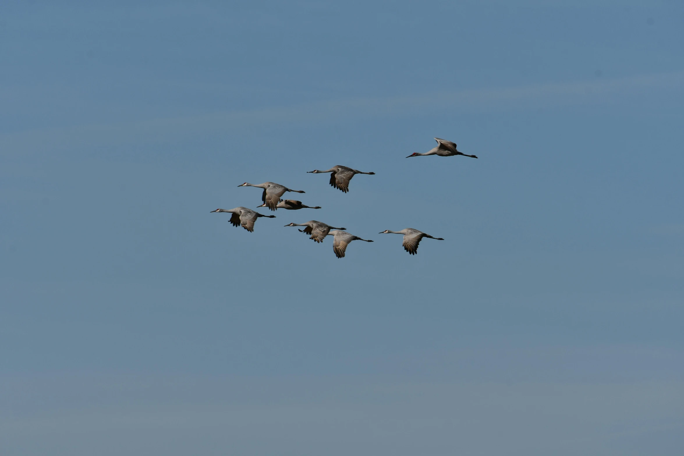 the geese fly through the blue sky together