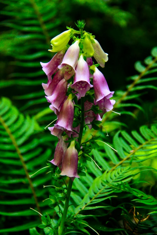 two pink and green flowers on a fern leave