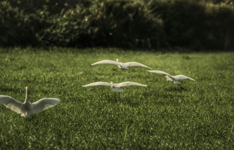 several birds fly through a green grassy area