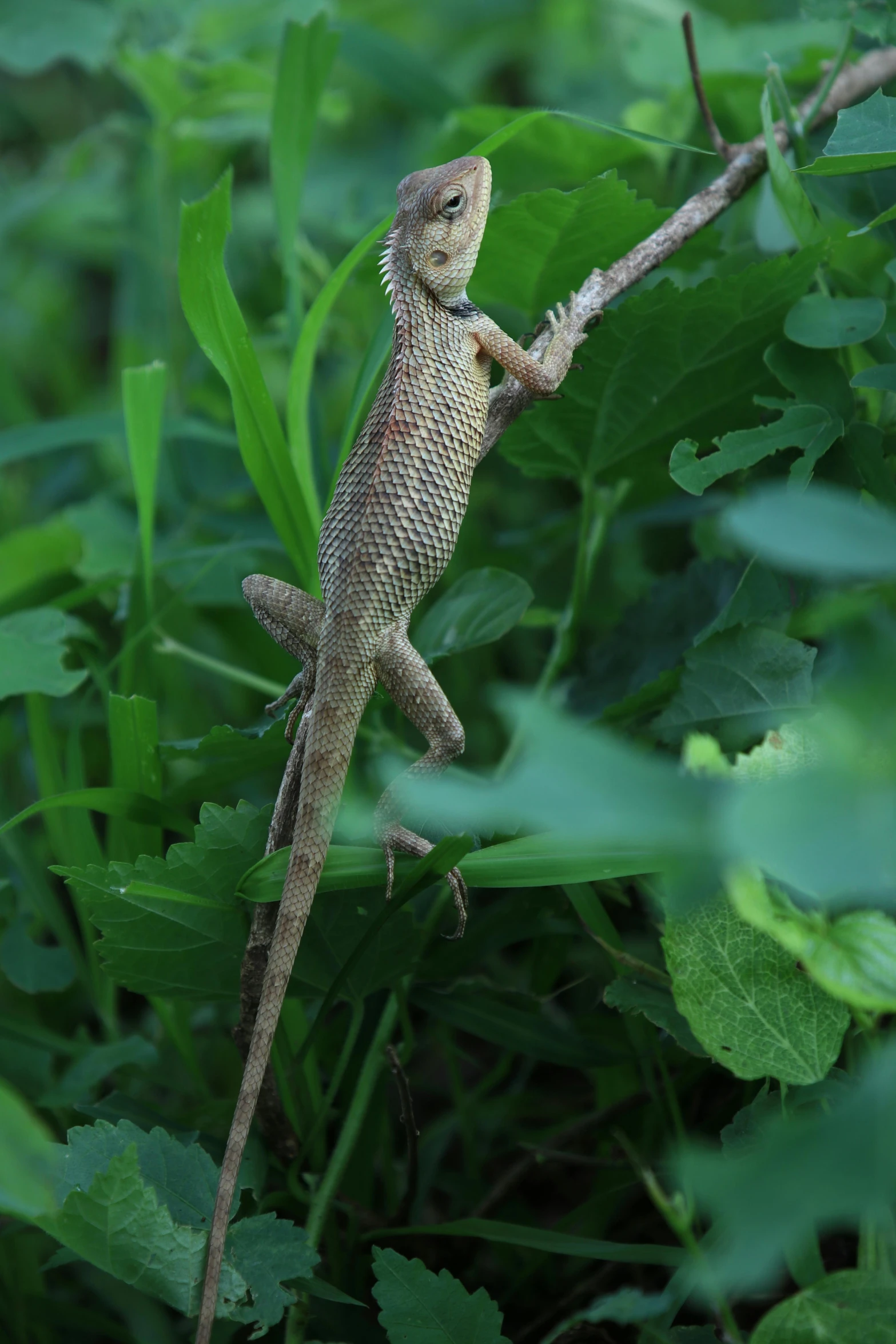 the lizard is sitting in a tree with green leaves