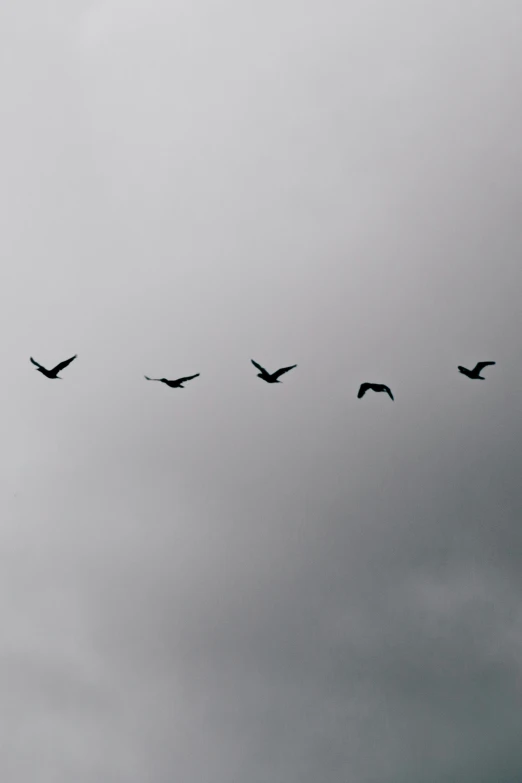 five birds are flying in a line as they fly through the air