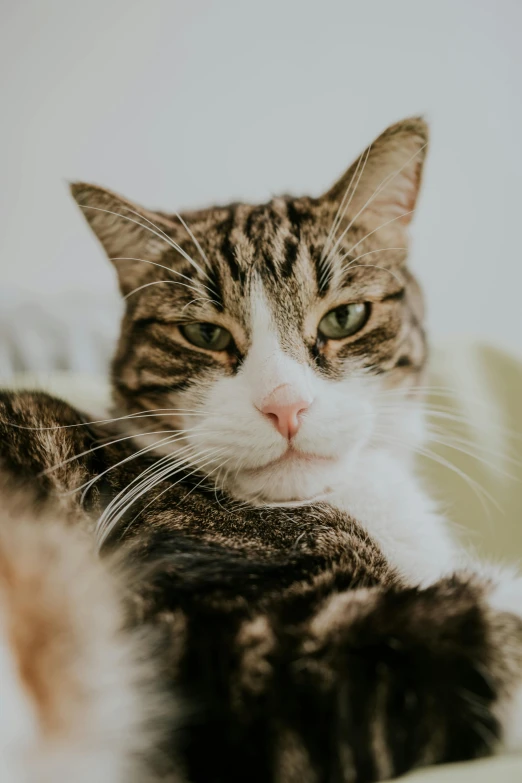 a cat that is laying down next to itself