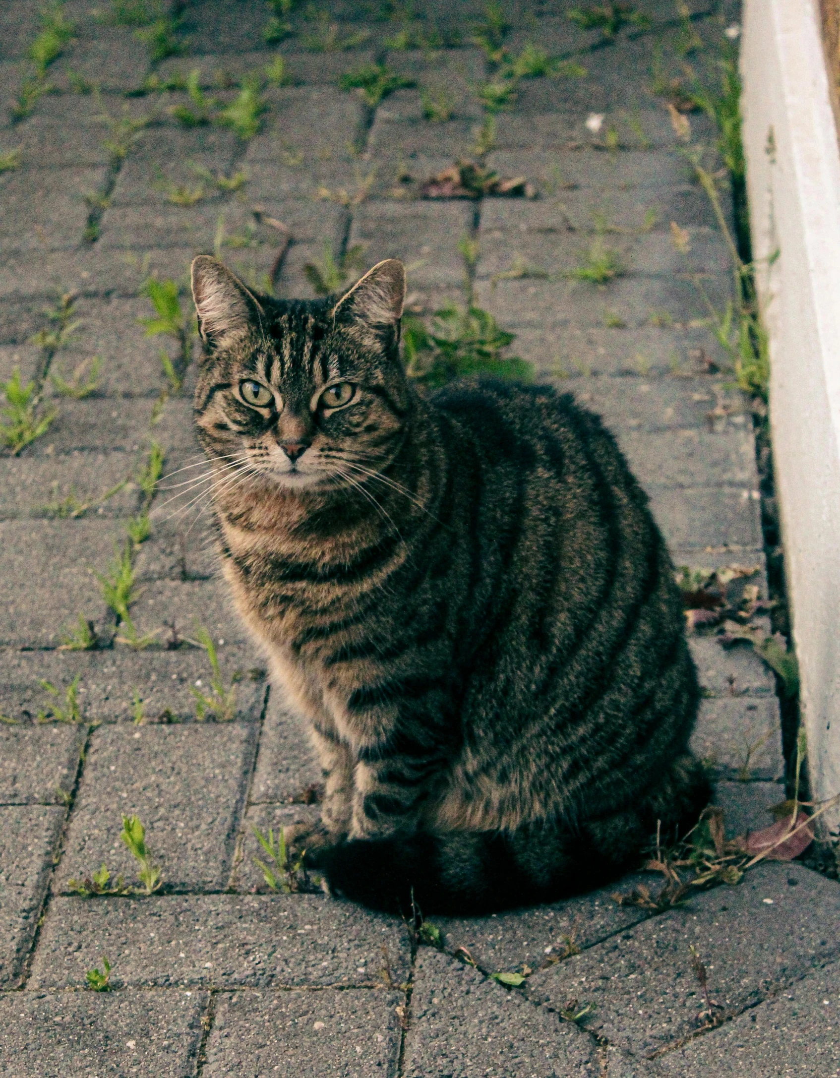 a grey tiger cat sitting on the street