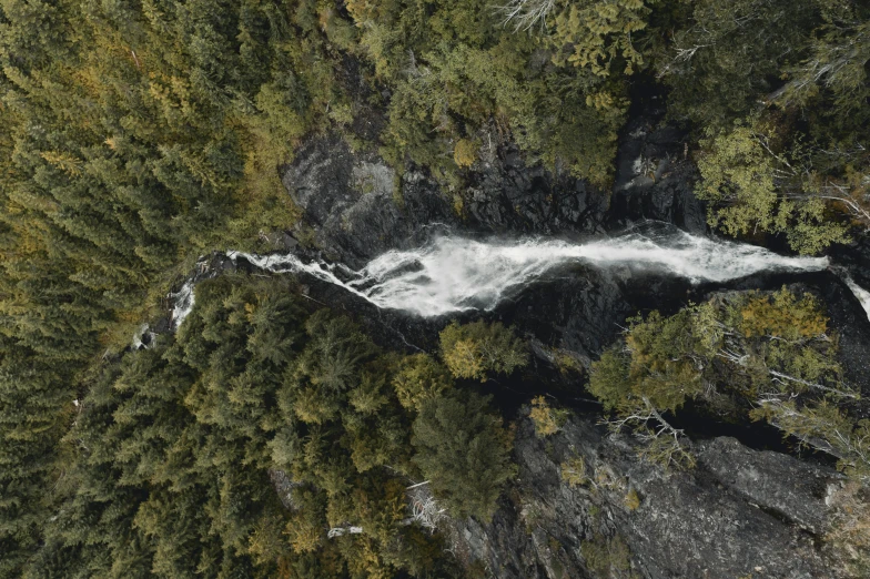 an overhead view of water flowing between tall trees