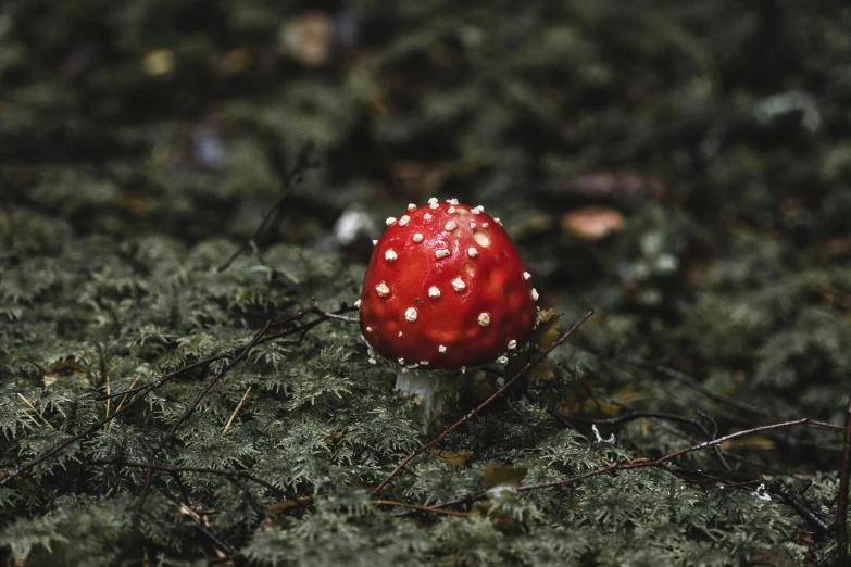 small red mushroom on a green surface