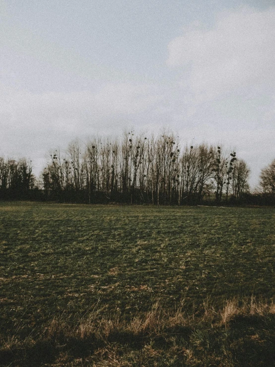 a group of trees in the distance are behind a field