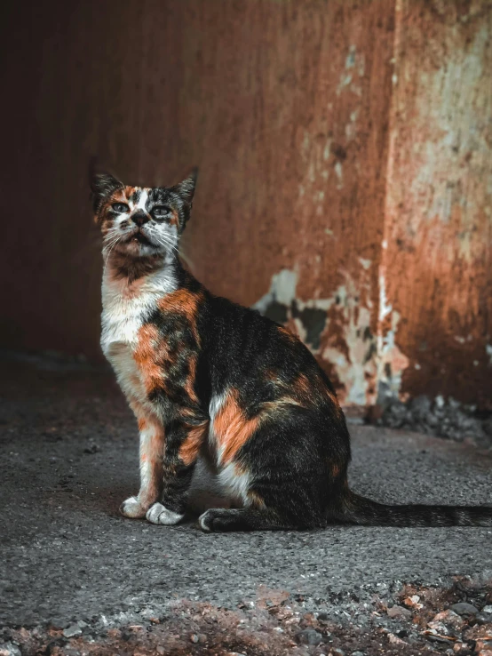 a multi - colored cat is sitting on the ground