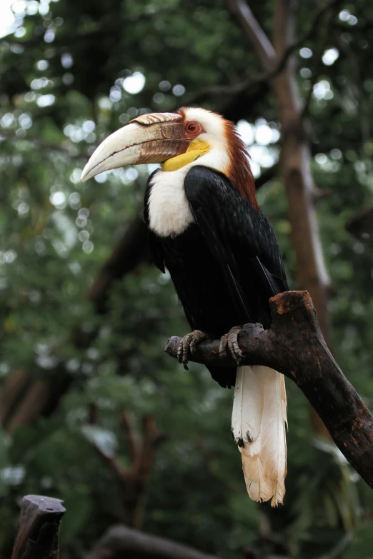 a black, yellow and white bird on tree nch