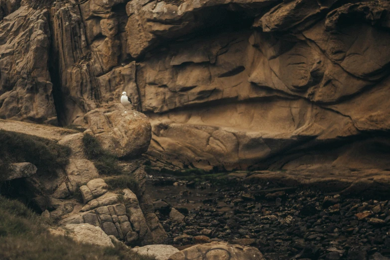 there is a bird that is sitting on top of the rocks