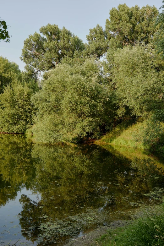 some trees in the background are reflected in a lake