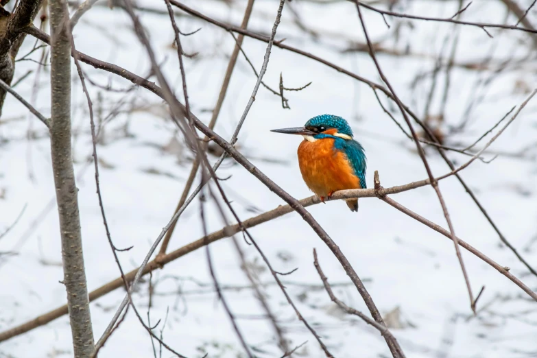 a colorful bird sitting on a bare nch