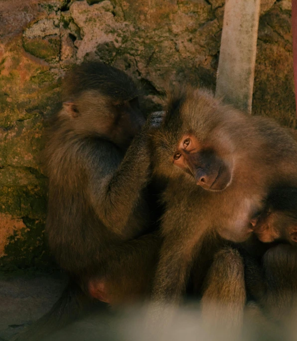 two monkeys sit in front of a rock