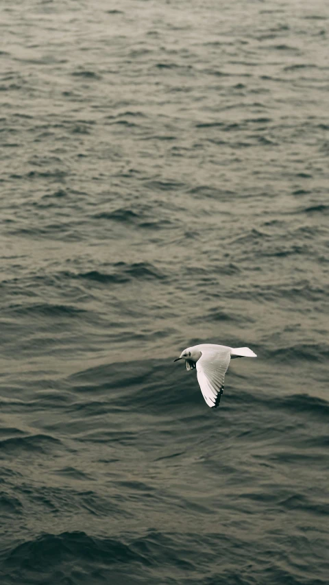 a white bird flying over the water with wings extended