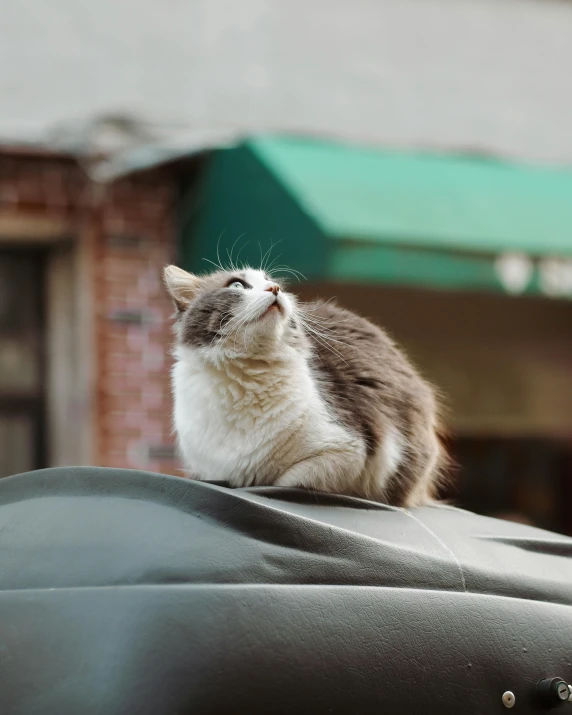 a cat sitting on the roof of a car