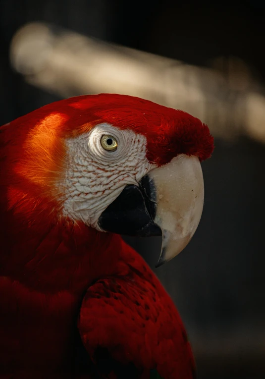 a parrot is standing and looking ahead