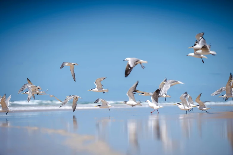 a flock of birds flying and diving on the beach