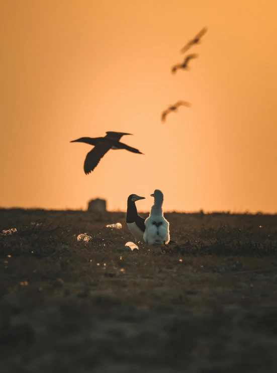 two birds are sitting on the ground