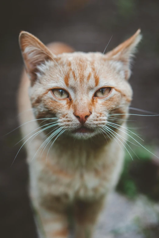 an orange cat looks straight ahead, with a weird face