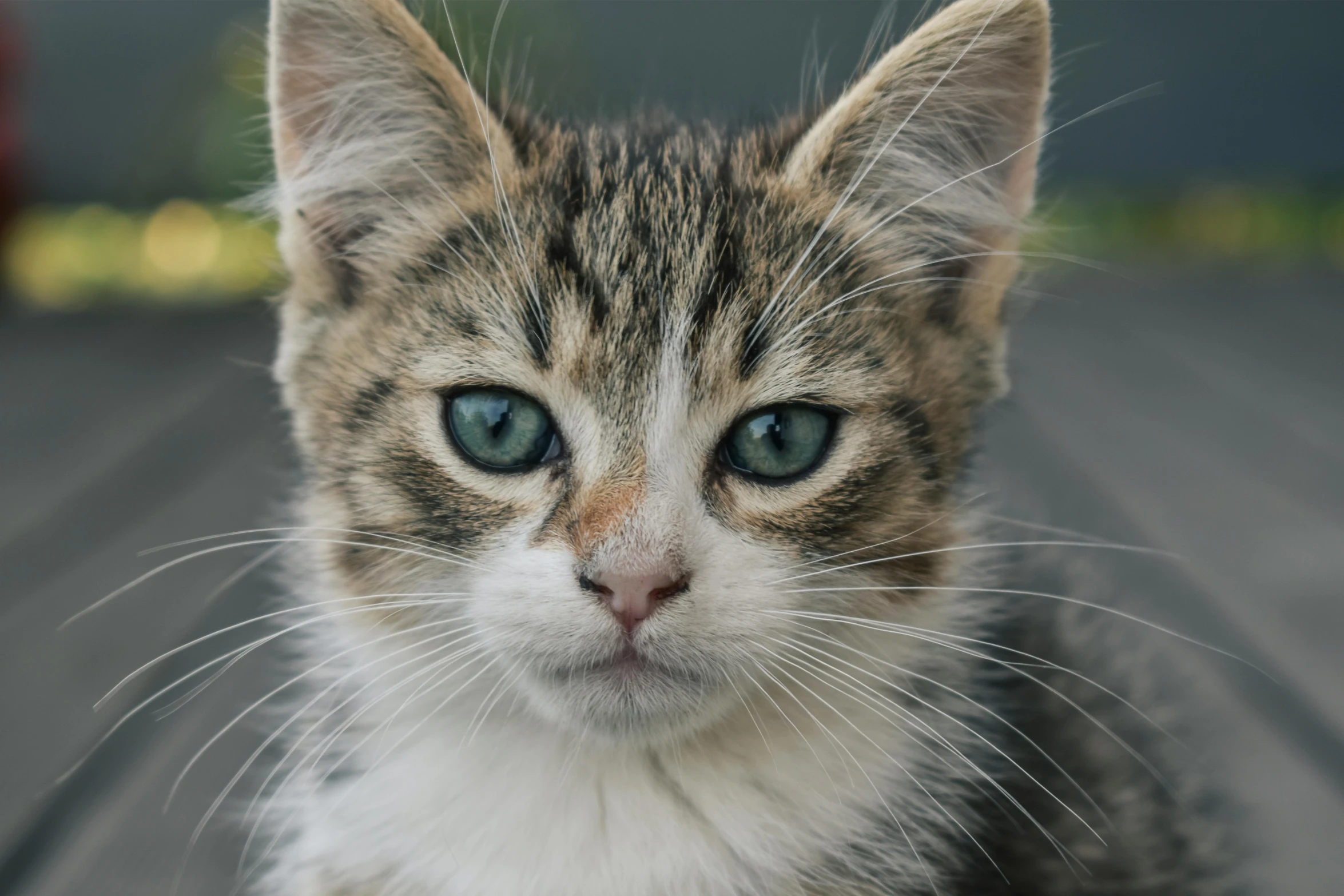 there is a small cat that has blue eyes