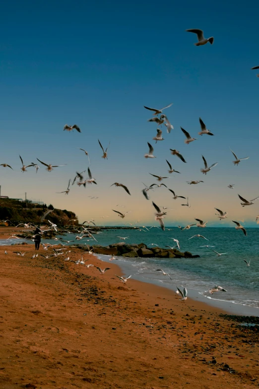 birds are flying in the air above the ocean