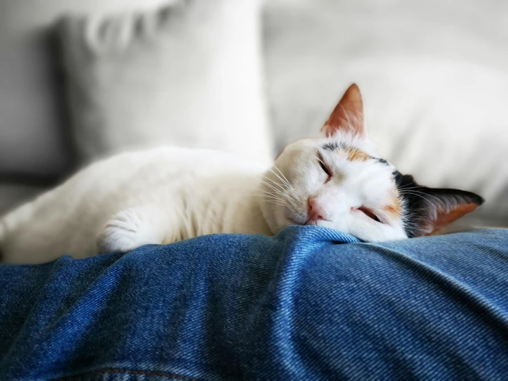 a white and black cat sleeping on a person's jeans