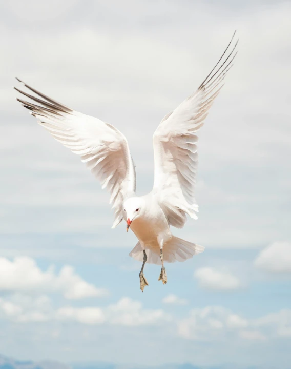 a large white bird flying through the air