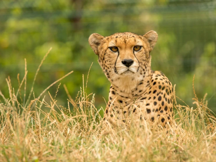 the leopard looks straight ahead from behind the grasses