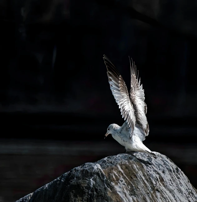 a bird is flying on the top of a rock