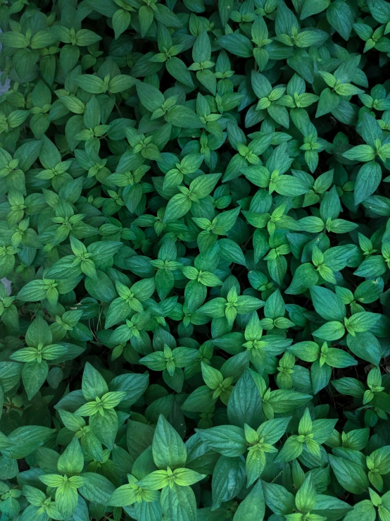 some green leaves close up on a black background