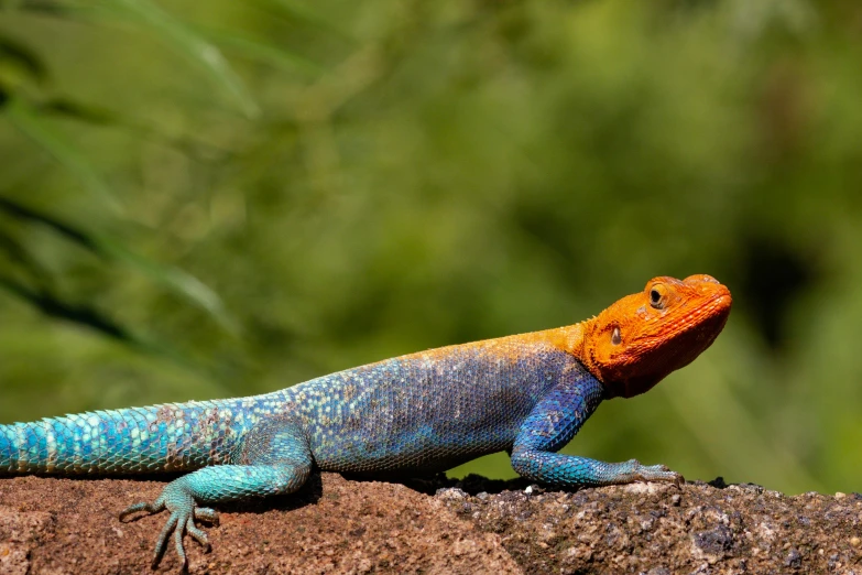 there is a small lizard that has orange and blue on its back