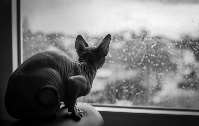 the sphytian cat is looking out the window at the rain