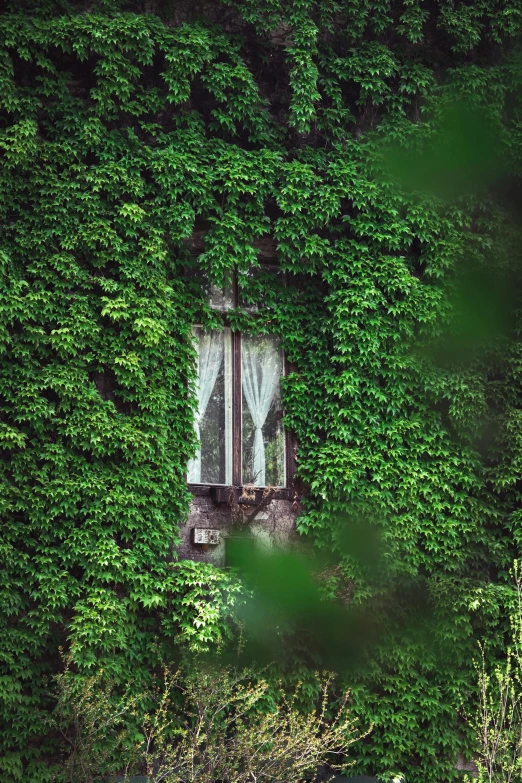 green bushes and a window in the corner