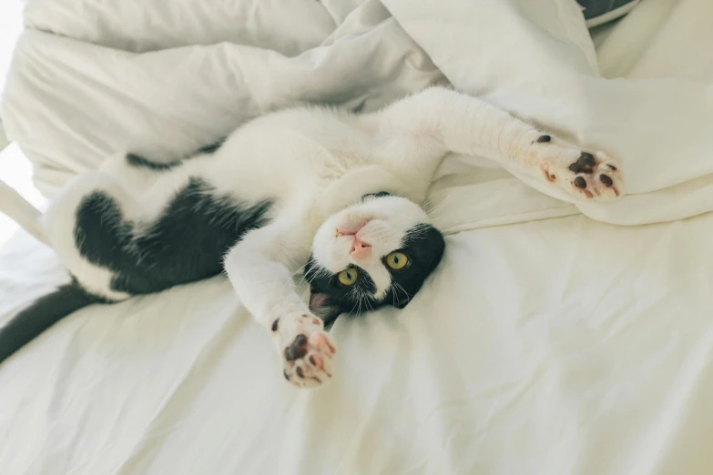 a cat laying on its side and covered in blankets