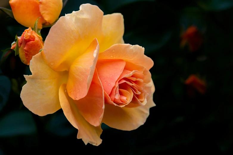 a very pretty yellow flower with water droplets