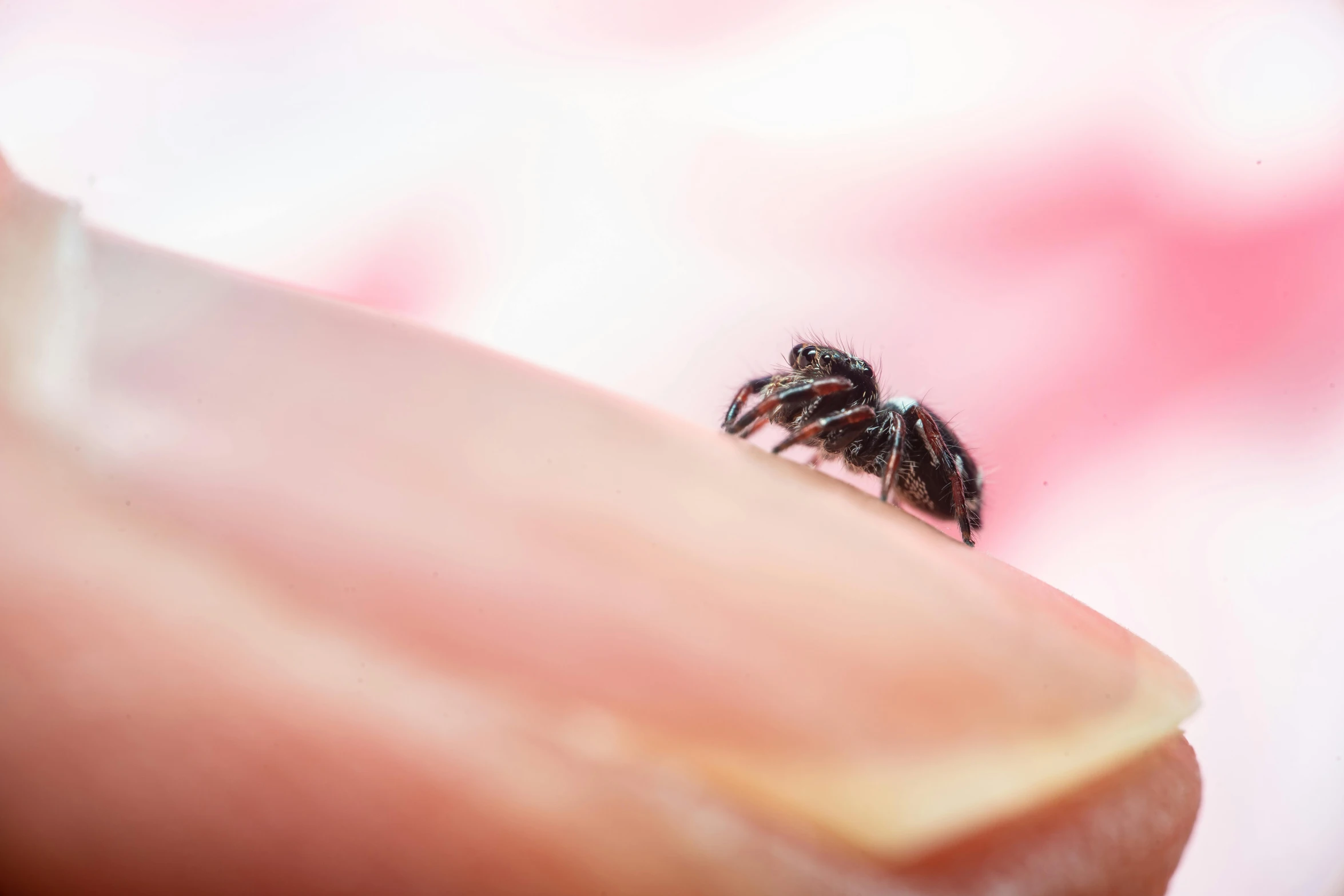 a fly that is sitting on a piece of paper