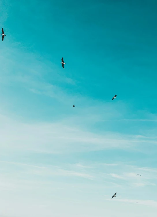 several birds flying high in the blue sky