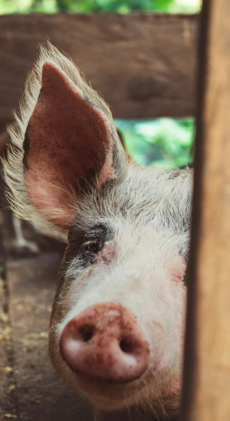 pig looking through wood wall on farm in urban setting