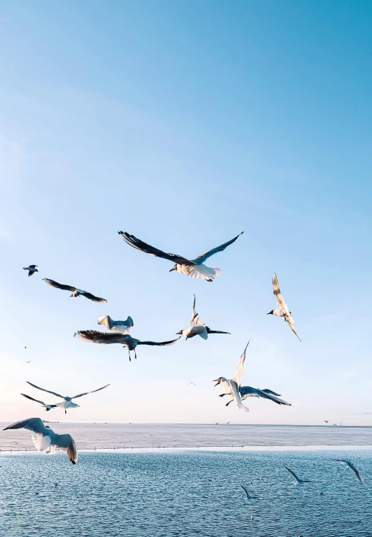 several birds are flying low above the water