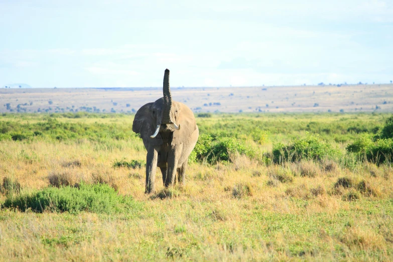 a big elephant standing in the middle of a lush green field