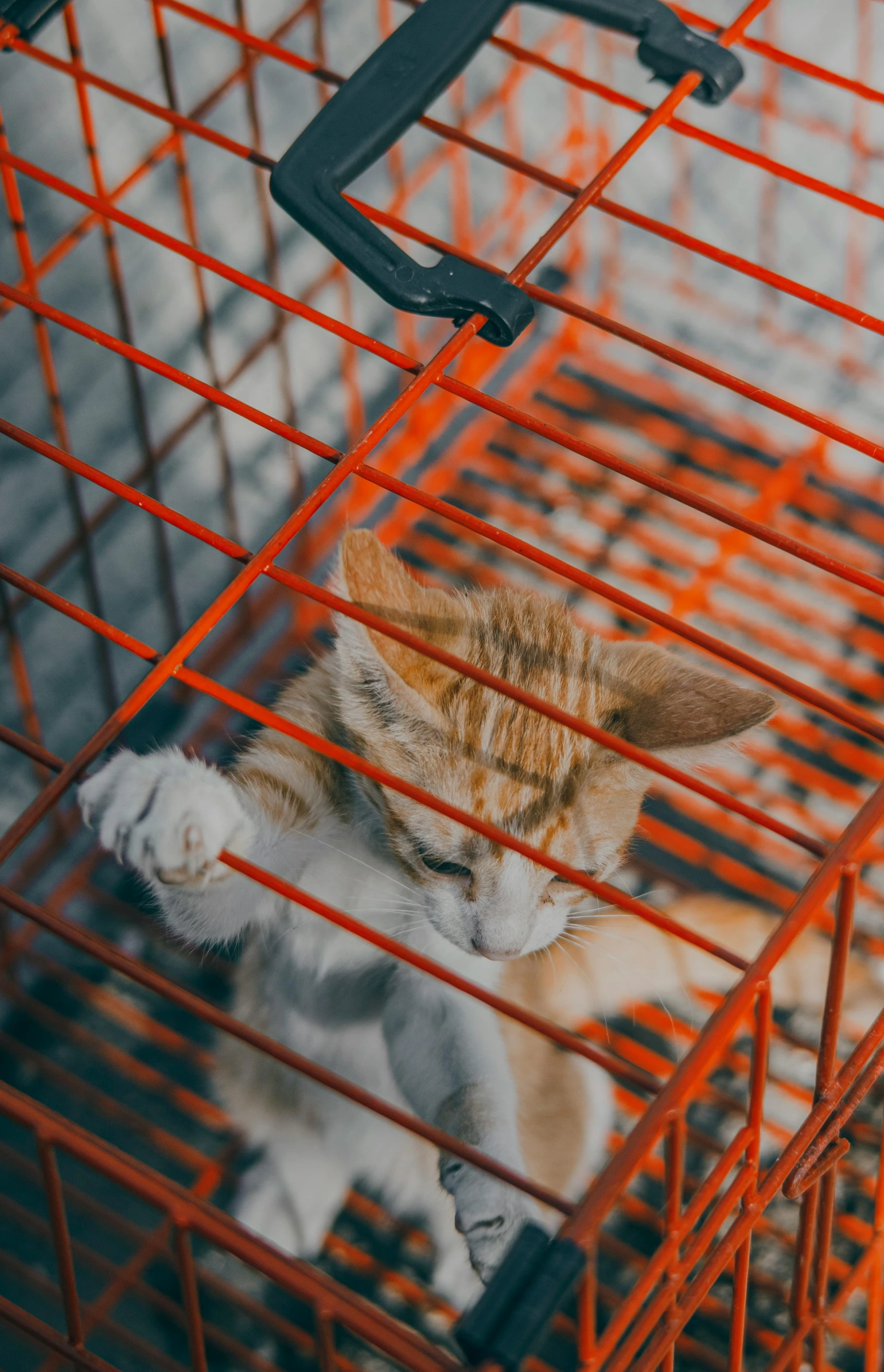 a cat is sitting inside of a red cage