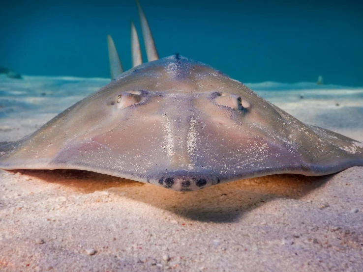 a close up of a big squid in a pool