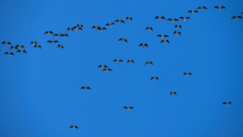 there is a very large flock of birds flying in the blue sky