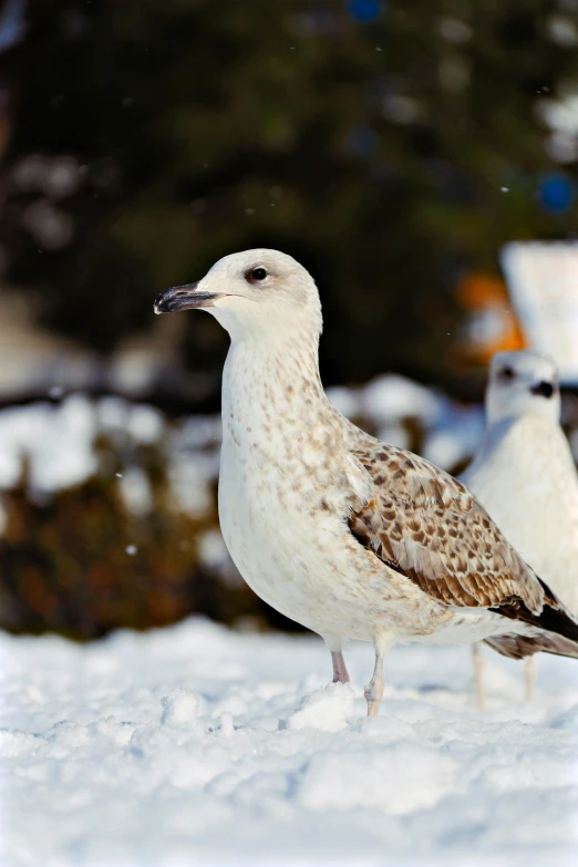 two birds standing in the snow together