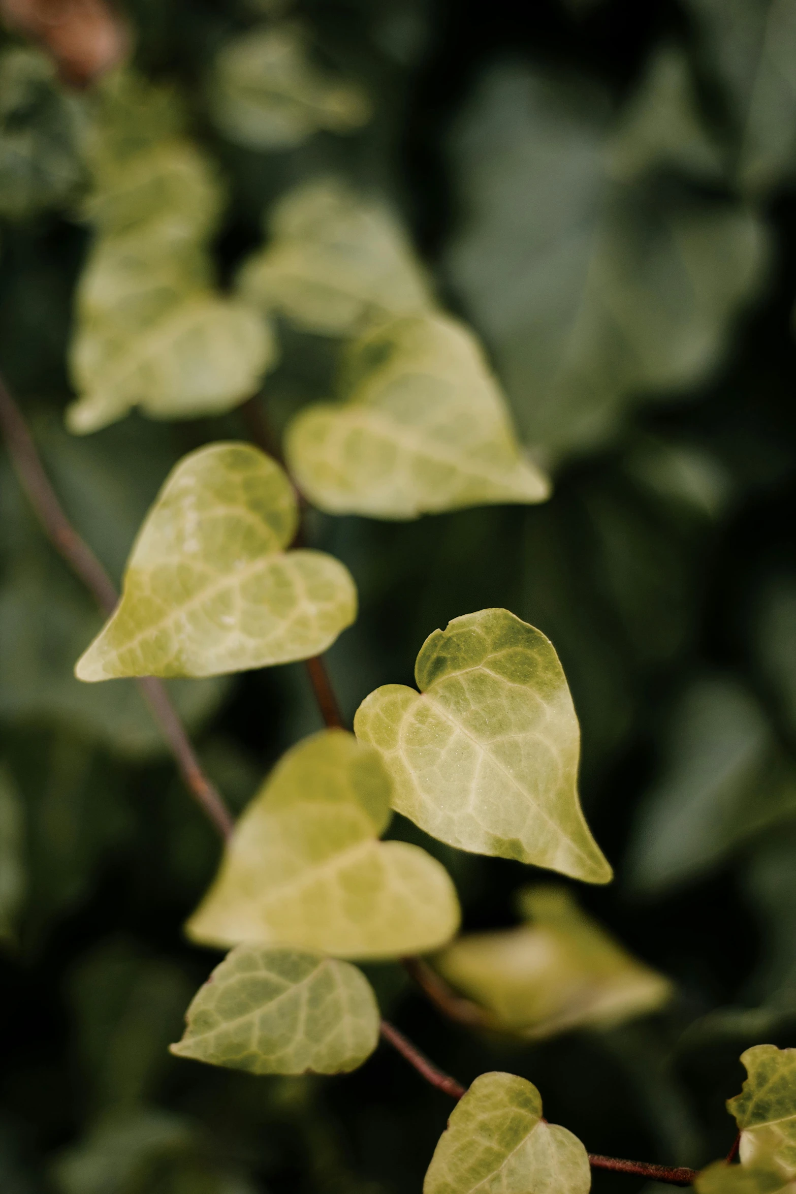 an image of leaves that are being grown on