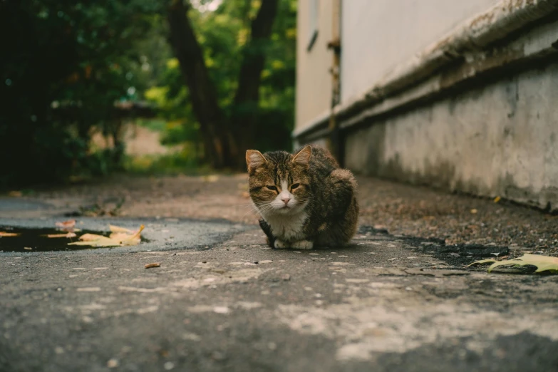 a cat that is walking on some cement